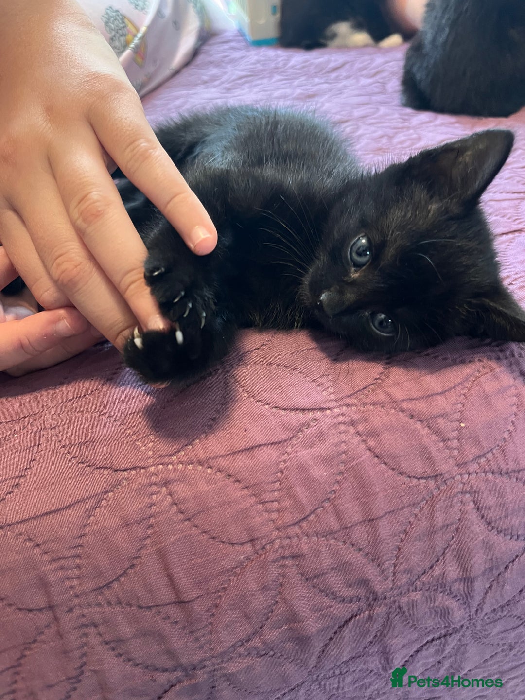 Abyssinian cats for sale: Black tabby Halloween kittens👻 - Image 3