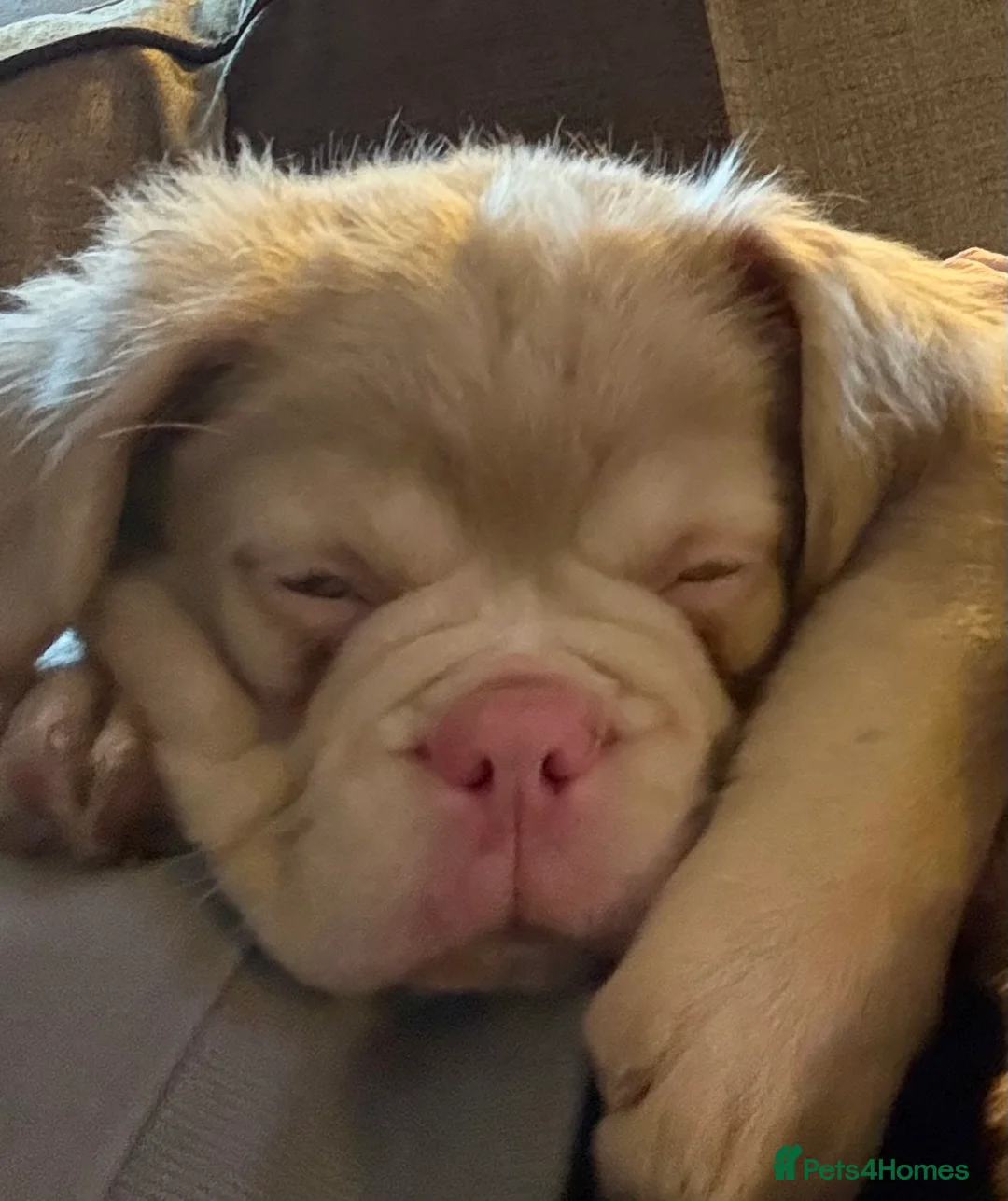 French Bulldog dogs for sale: Visual Fluffy !kc reg maskless french bulldogs  - Advert 6