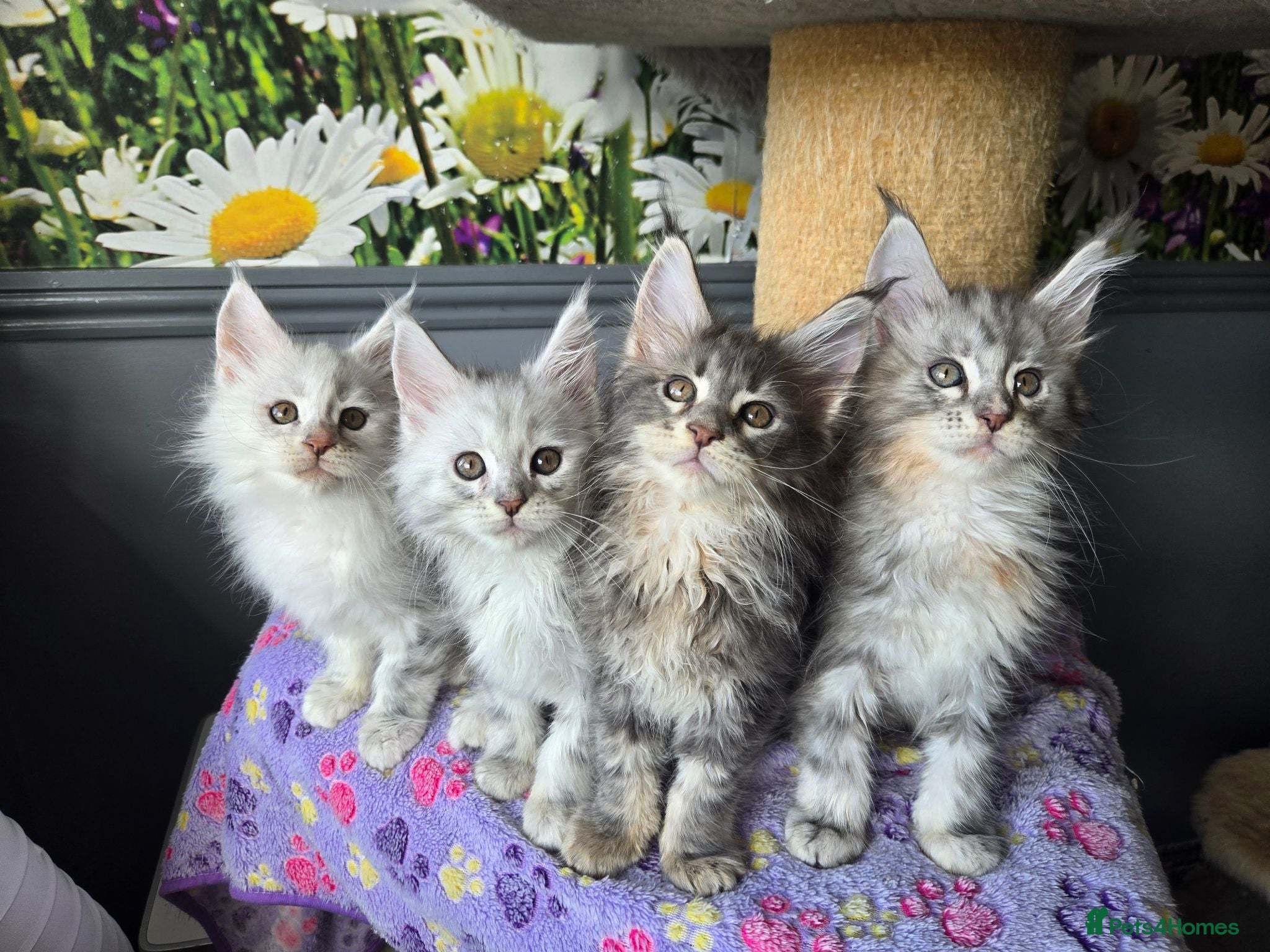 Maine Coon cats Stunning TICA Maine Coon kittens - Advert 1