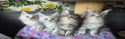 Maine Coon cats for sale: Stunning TICA Maine Coon kittens - Advert 7