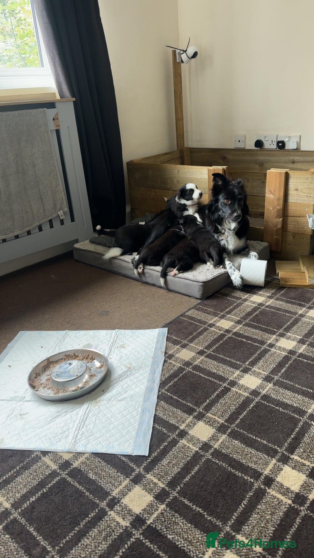 Border Collie dogs for sale: 3 male border collie pups available  - Image 2