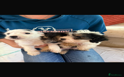 Jackapoo dogs for sale: 5 beautiful jackapoos - Image 16