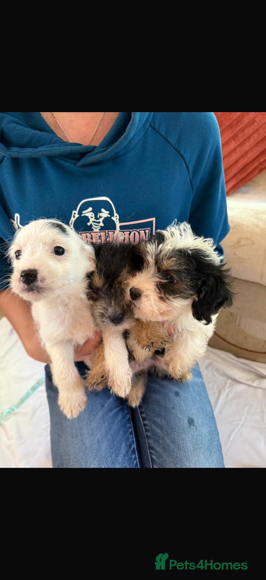 Jackapoo dogs for sale: 5 beautiful jackapoos - Image 16