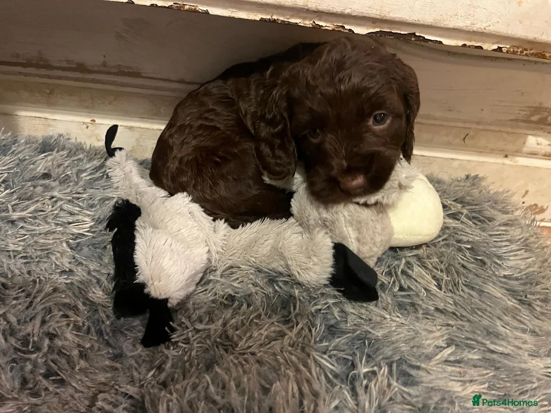 Mixed Breed dogs for sale: Beautiful Sprockerpoo puppies 😍 - Advert 6