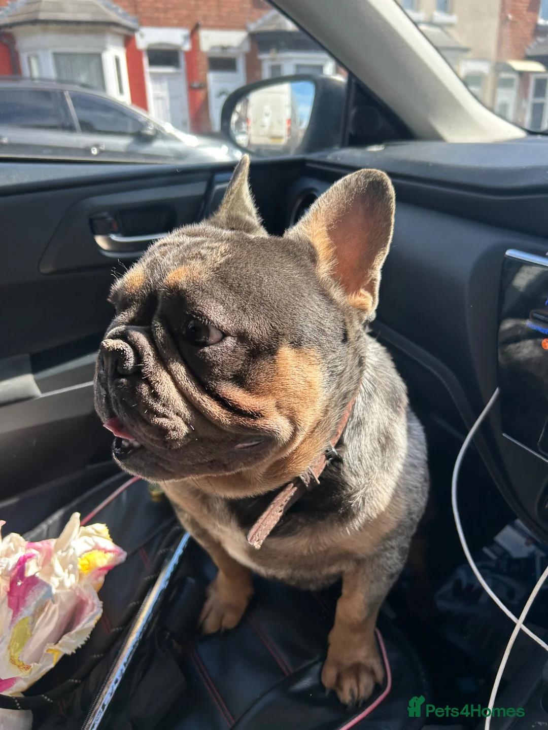 French Bulldog dogs for sale: Lucky – 3 Year Old French Bulldog For Sale  - Advert 4