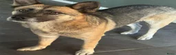 Mixed Breed dogs for adoption: Gorgeous Emilia ready for a new home! - Advert 4