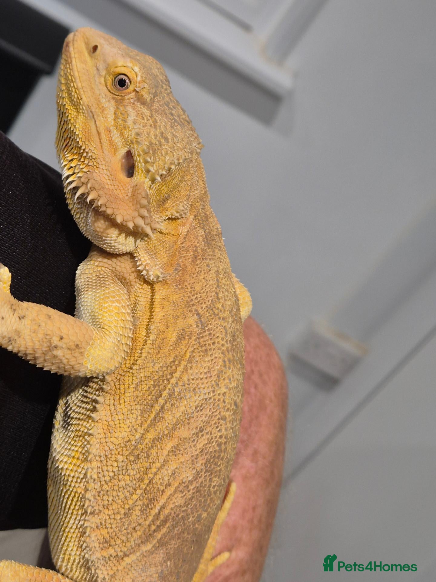 Bearded Dragon reptiles Female bearded dragon and set up - Advert 2