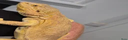 Bearded Dragon reptiles for sale: Female bearded dragon and set up - Advert 2