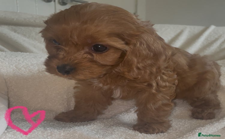Cavapoo dogs - Advert 15