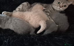 British Shorthair cats for sale: British shorthair kittens - Image 3