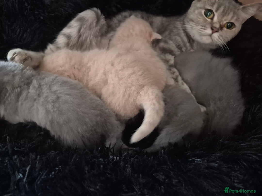 British Shorthair cats for sale: British shorthair kittens - Image 3