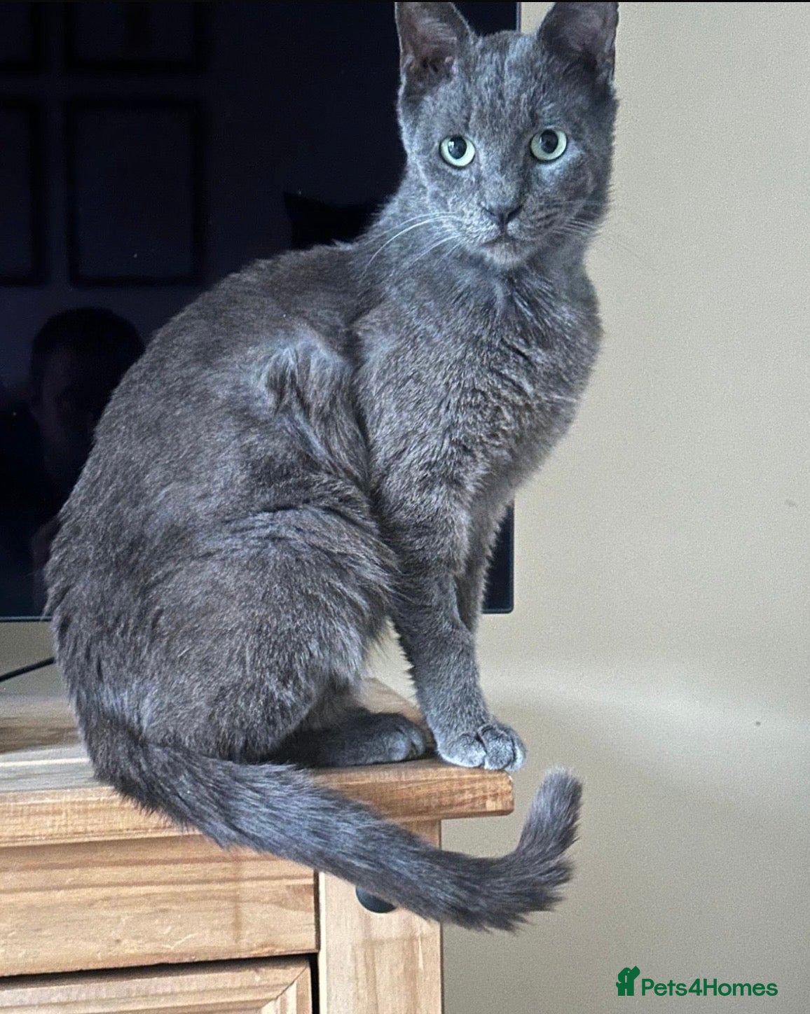 Mixed Breed cats Affectionate boy Zircon - Advert 3