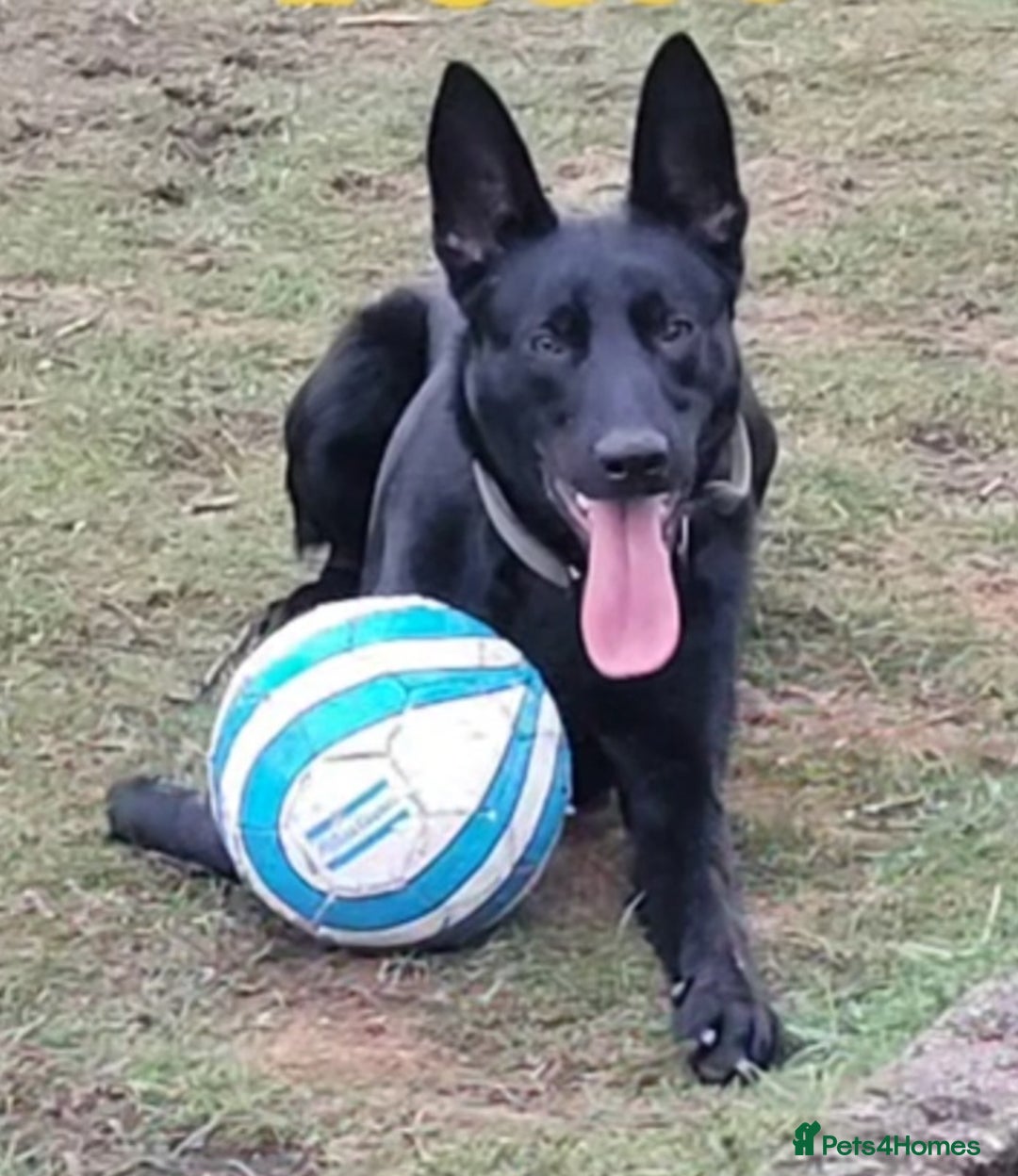 Belgian Shepherd Dog dogs for sale: Belgium malinois for rehoming 16 months - Advert 1