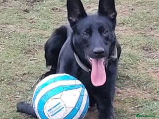 Belgian Shepherd Dog dogs for sale: Belgium malinois for rehoming 16 months - Advert 1