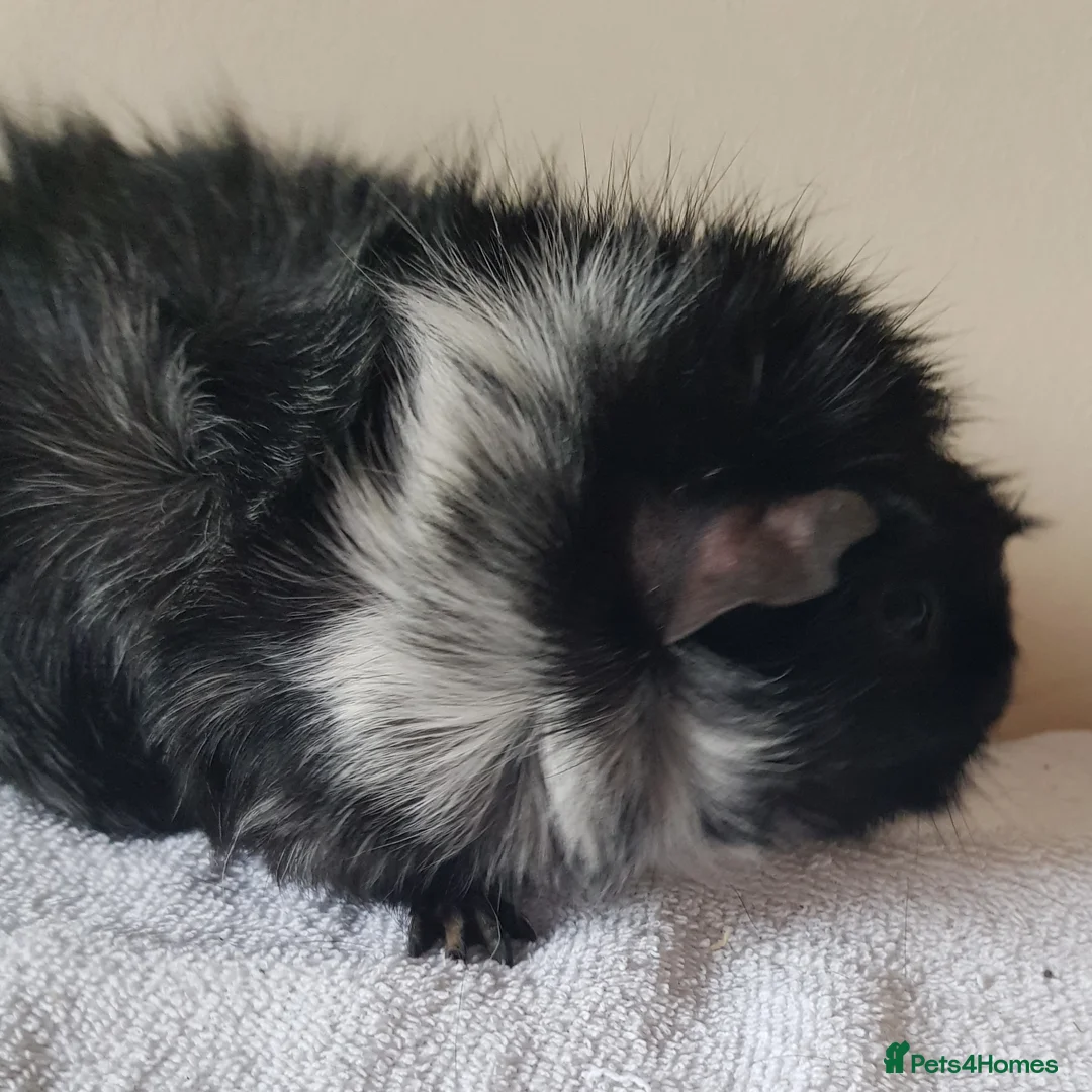 Guinea Pig rodents for sale: Adult Abyssinian Guinea Pigs Boar and Sows - Advert 1
