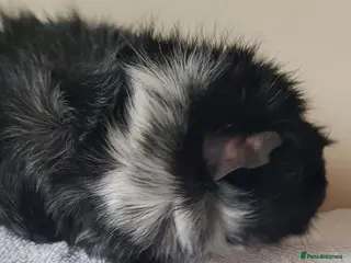 Guinea Pig rodents Adult Abyssinian Guinea Pigs Boar and Sows - Advert 2