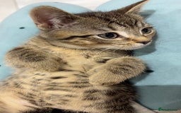 Mixed Breed cats for sale: The most loving bundles of fluff  - Image 8