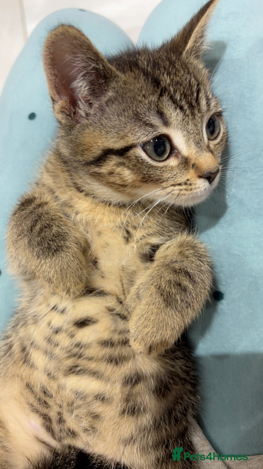 Mixed Breed cats for sale: The most loving bundles of fluff  - Image 8