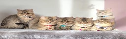 British Shorthair cats for sale: Gorgeous British Shorthair Kittens - Advert 15