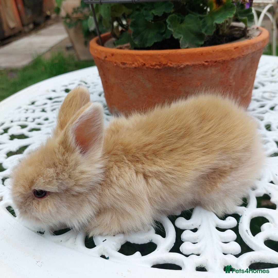 Mini Lop rabbits for sale: PUREBRED DOUBLE/ TEDDY LION HEAD BABIES  - Image 15