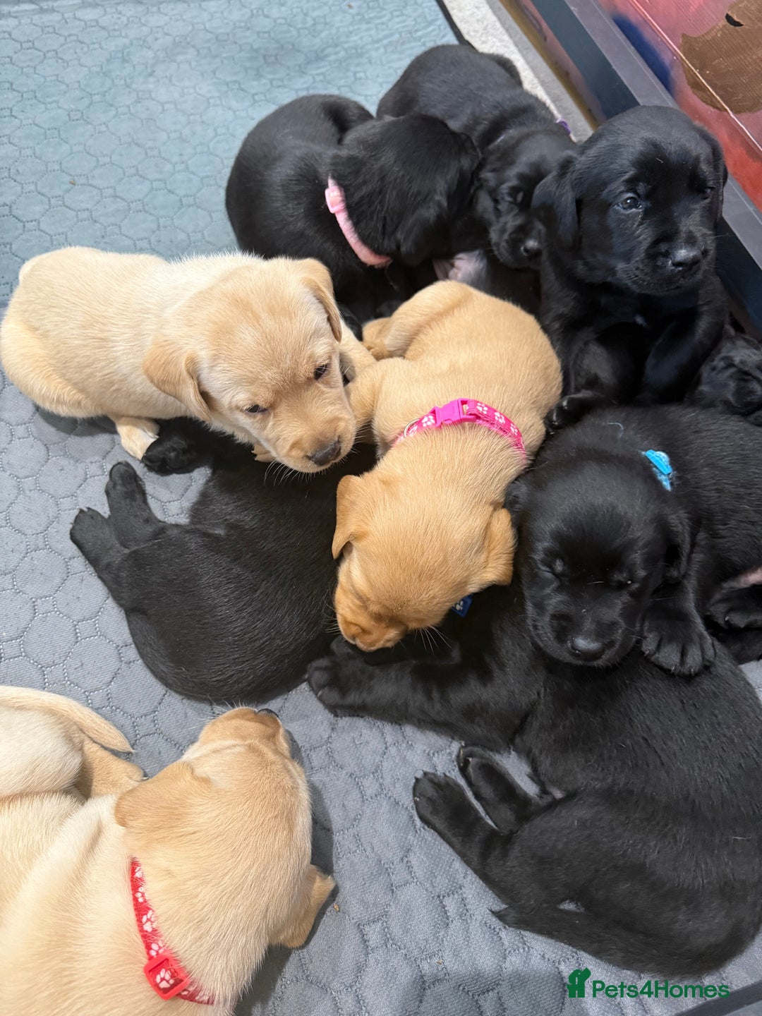 Labrador Retriever dogs for stud: Chocolate Labrador for stud PROVEN in Shrewsbury - Image 14