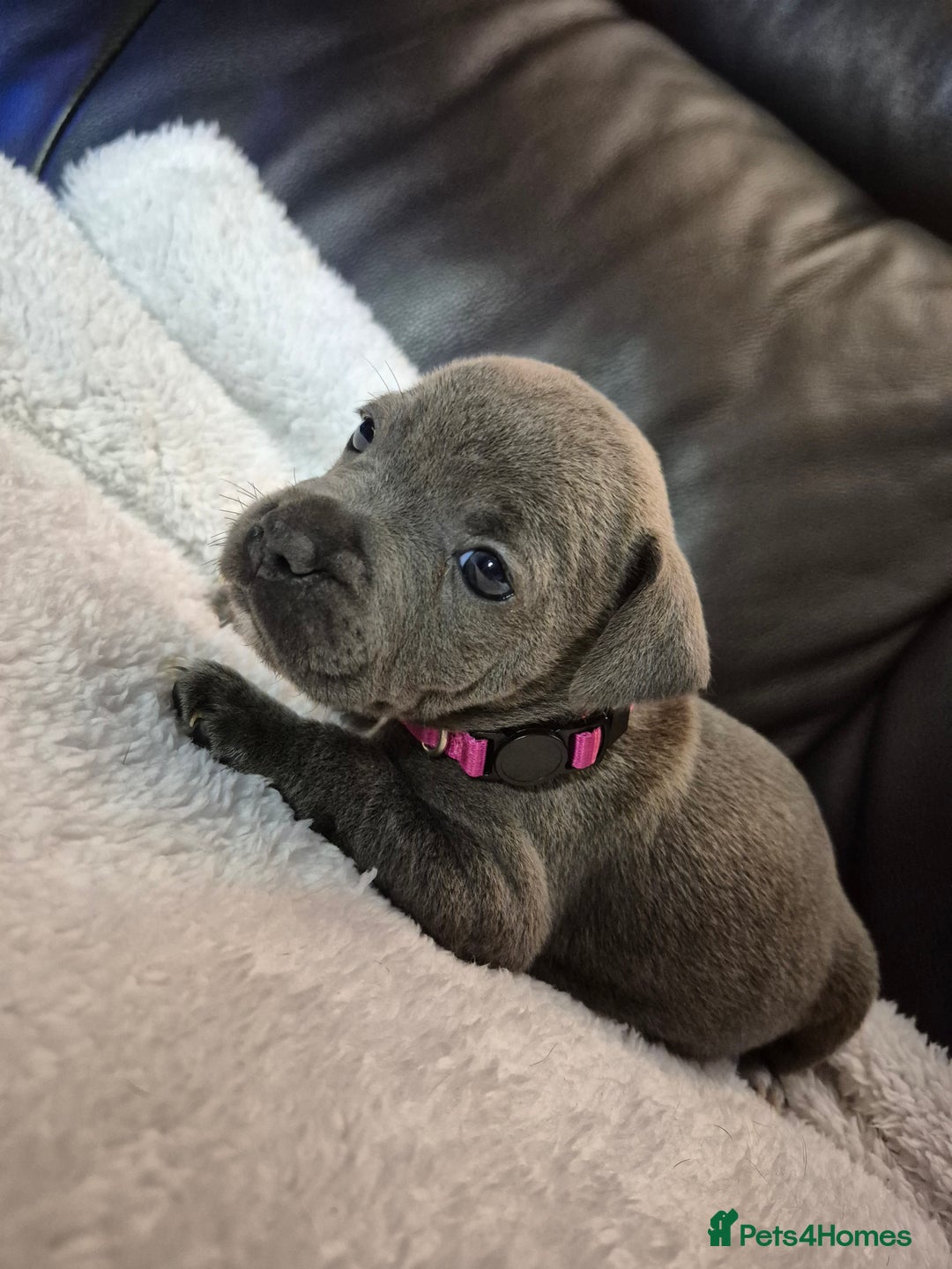 Staffordshire Bull Terrier dogs for sale: Eight gorgeous staffy puppies. - Advert 19