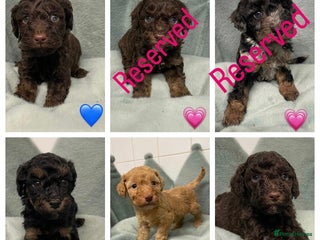 Cavapoo dogs Ready 22nd Dec f1b cavapoos - Advert 6
