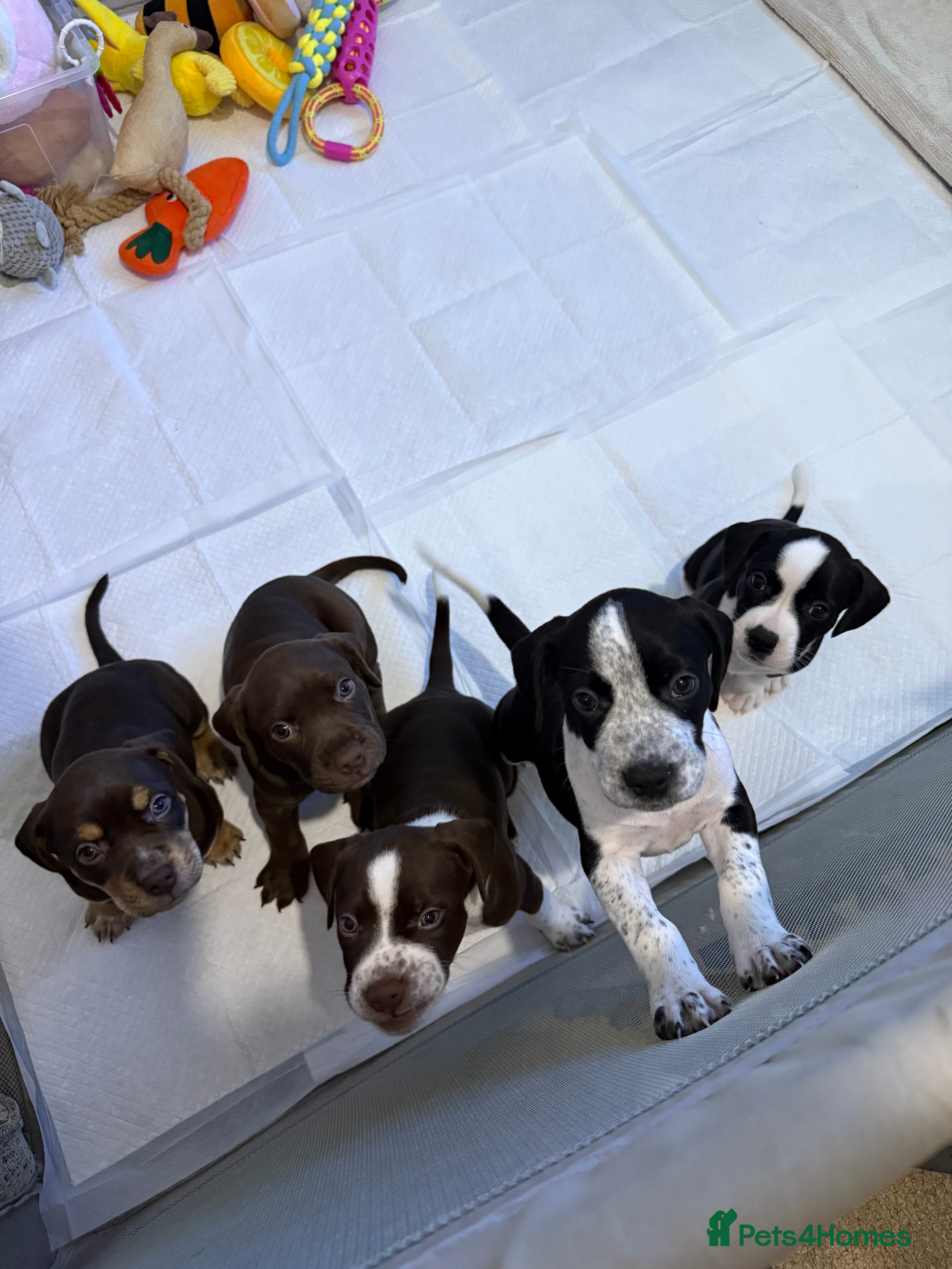 Mixed Breed dogs Cockerbull’s - Advert 18