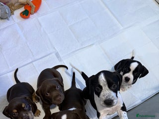 Mixed Breed dogs Cockerbull’s - Advert 2