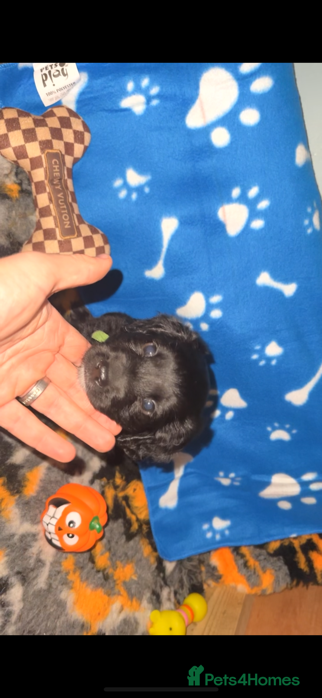 Mixed Breed dogs for sale: 4 Gorgeous Cocker Spaniel Cross Border Collies - Image 7