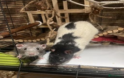 Rat rodents for sale: Two male rats approx 8 months old - Image 1