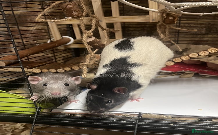 Rat rodents - Advert 1