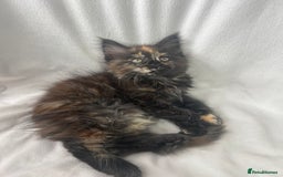 Maine Coon cats for sale: TICA REGISTERD MAINCOON KITTEN’S ⭐️ - Image 30