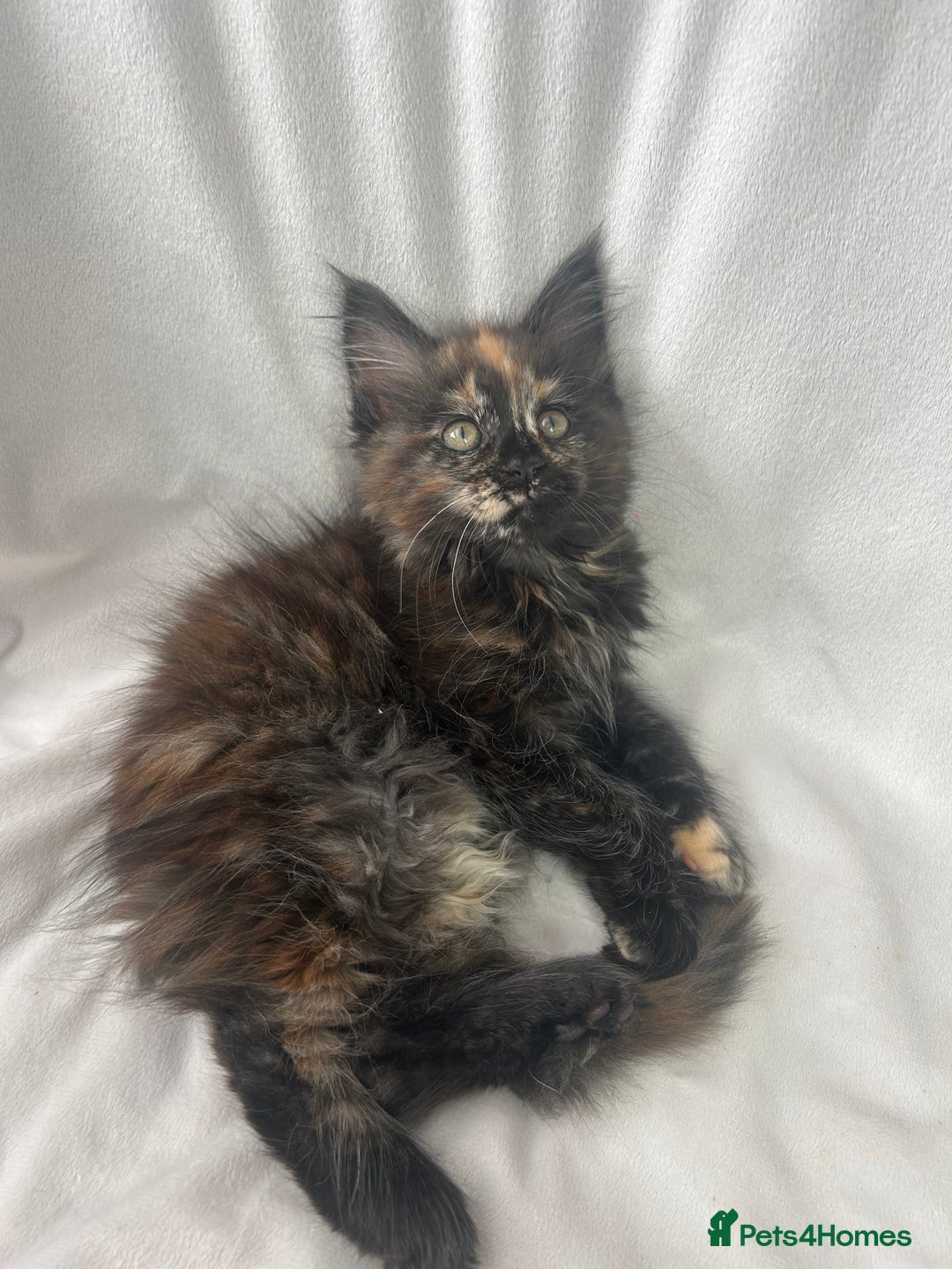 Maine Coon cats for sale: TICA REGISTERD MAINCOON KITTEN’S ⭐️ - Image 30