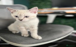 British Shorthair cats for sale: Beautiful British Shorthair Kittens... - Image 32