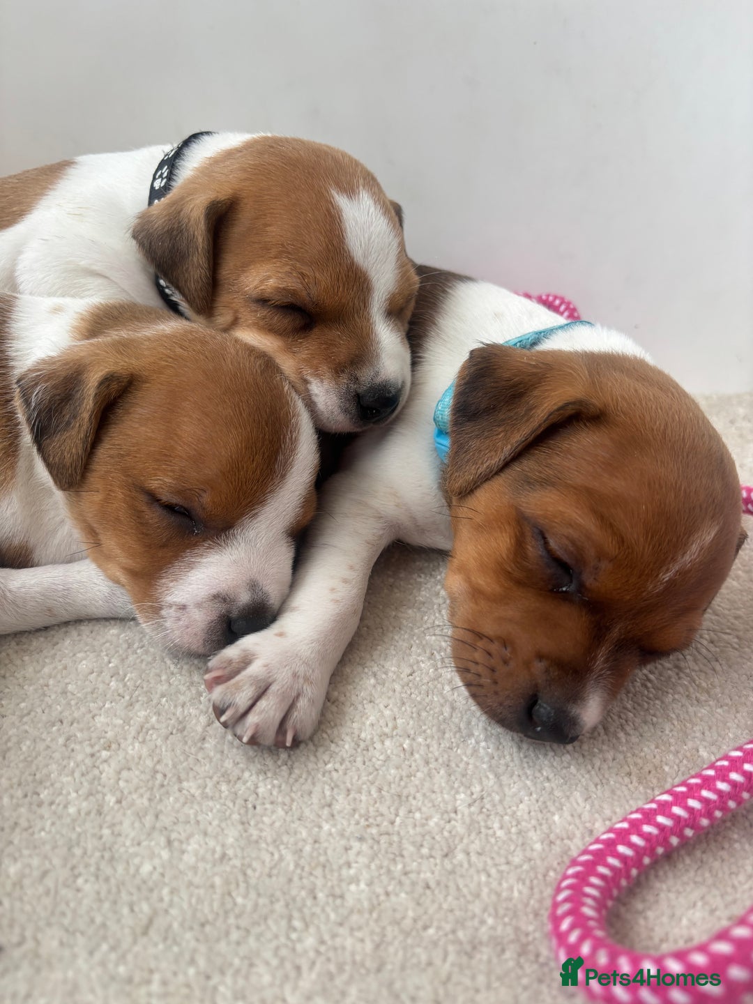 Jack Russell dogs for sale: Quality Jack Russell Puppies - Image 10