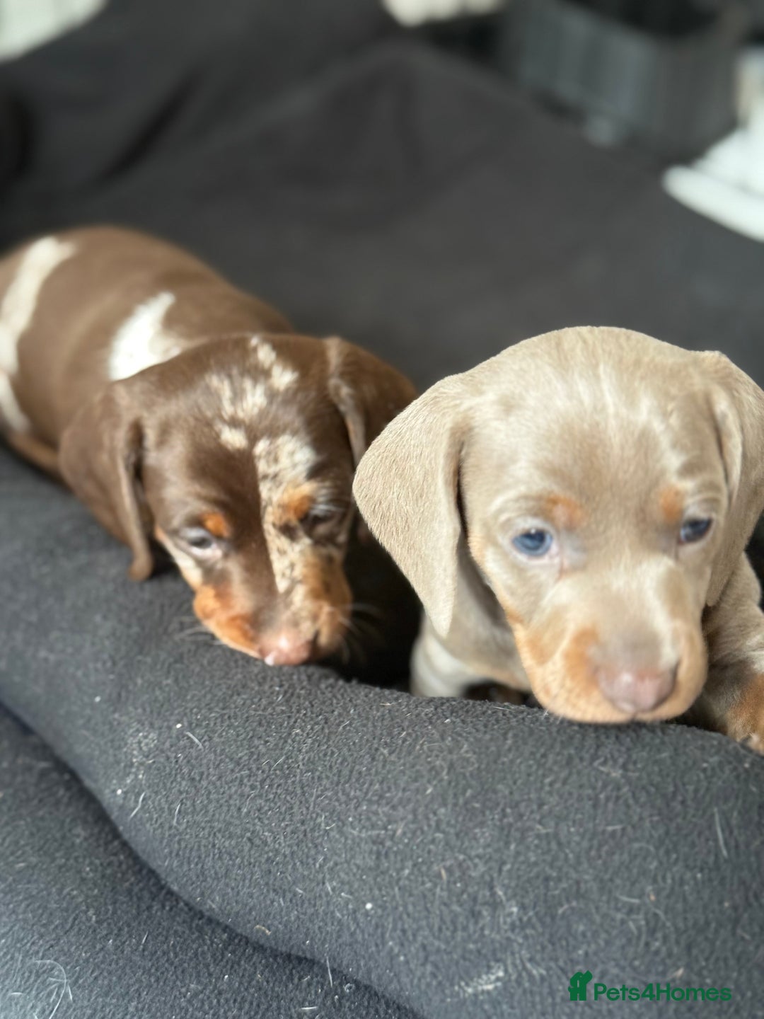 Miniature Dachshund dogs for sale: Beautiful kc mini dachshunds  - Image 13