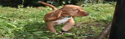 Cocker Spaniel dogs for sale: Ready Now Kc Reg Show Type Cocker Spaniel  - Advert 21