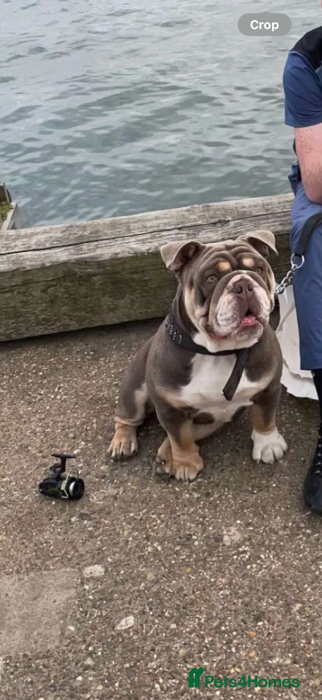 English Bulldog dogs for stud: 🔥FURY🔥 - Image 1