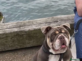 English Bulldog dogs - Advert 7