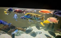 Cichlids fish for sale: Closing down tank, mixed Malawi - Image 1
