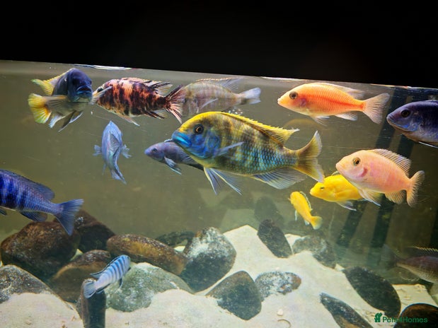 Cichlids fish - Advert 1