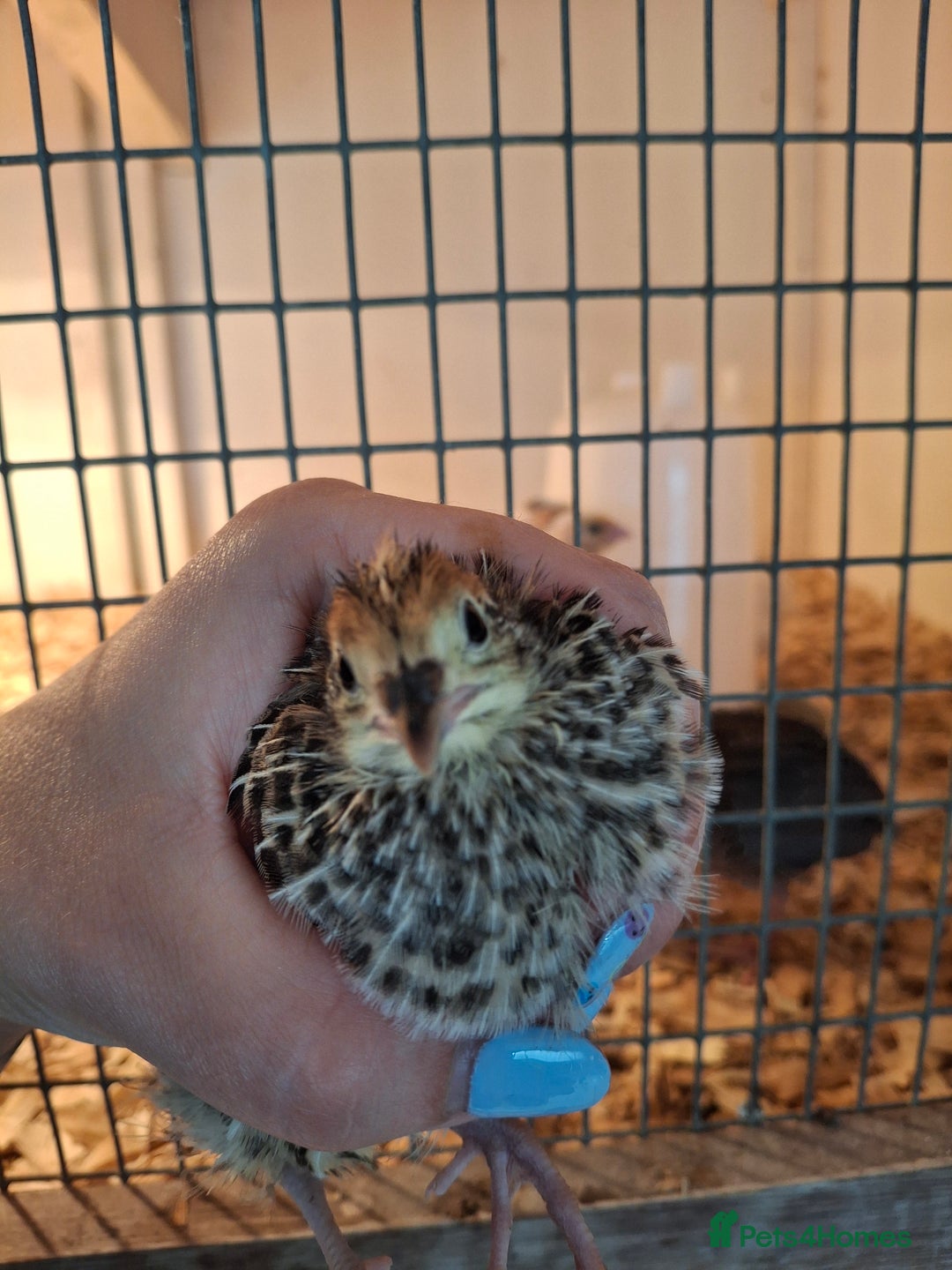 Quail poultry for sale: Coturnix quail and hatching eggs in Ellesmere - Image 3