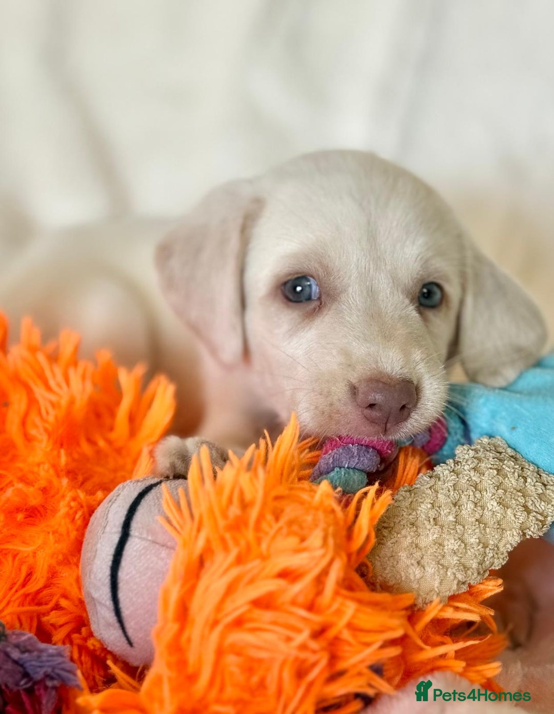 Labrador Retriever dogs for sale: KC Reg Fully Health Tested Labrador Pups - Image 19