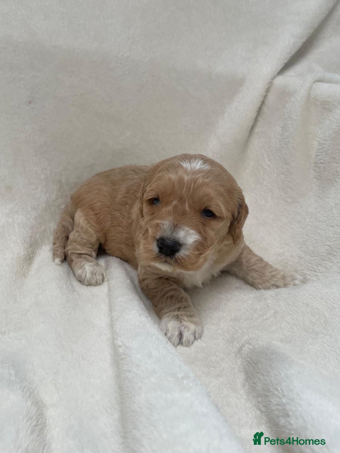 Cockapoo dogs for sale: F2 cockapoo puppies for sale - Advert 6