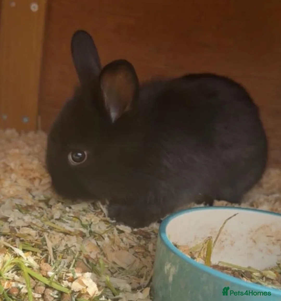 Netherland Dwarf rabbits for sale: Baby bunz  in Blackburn - Advert 2