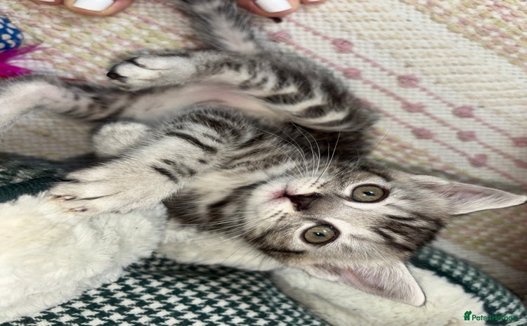 Scottish Fold cats - Advert 9