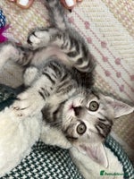 Scottish Fold cats - Advert 8