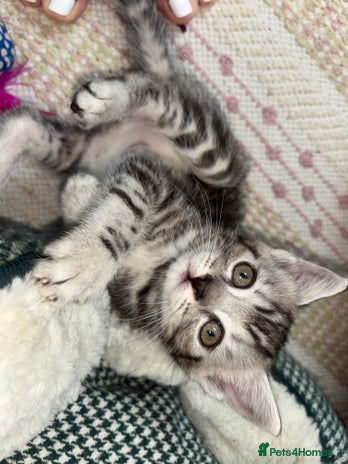 Scottish Fold cats - Advert 9
