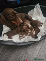 Miniature Dachshund dogs Kc miniature-dachshund pups - Advert 3